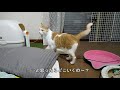 【猫・cat】はじめてのニュートロデイリーディッシュ【グッズレビュー】