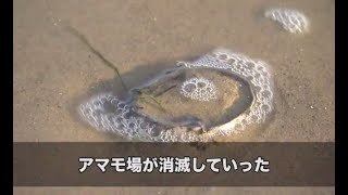 【岡山県】海の生態系を支えるアマモの復活 | ソーシャルイノベーションニュース