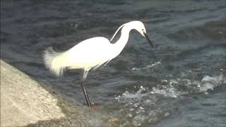 コサギ捕食　オオバン群れ　カルガモ　コガモ　ハクセキレイ　ツグミ　今日の鳥