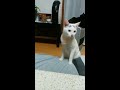 微妙な距離感の猫