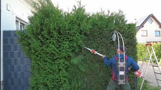 Annual pruning of Conifer Hedge-Hecke schneiden-Pflegeschnitt inkl Entsorgung