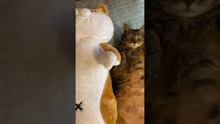 【ショート動画】おでぶ猫たちのへそ天勝負#Shorts  Fat cats on their backs