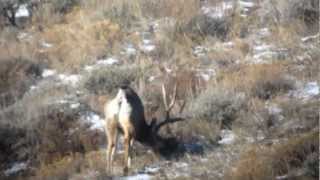 Giant Mule Deer with clay hill