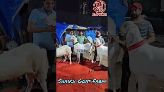 Shaikh Goat Farm, Mumbai.#shorts #tiktok #funnyvideo #viral  #trending #sheep #funnyanimal #goats
