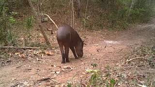 South American tapir (Tapirus terrestris) eating native fruits