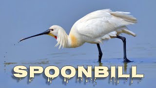 Eurasian spoonbill call, spoonbill sound