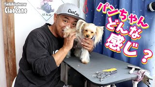 パンちゃんお産前のトリミング【ヨークシャーテリア専門犬舎チャオカーネ】