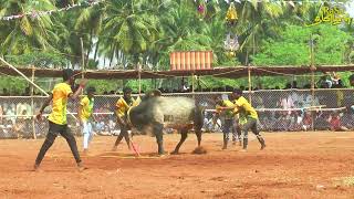 கடைசி 5 நிமிடம் கடுமையான போராட்டம் ||  ரெகுநாதபட்டி வடமஞ்சுவிரட்டு 2025 ||  Vadamanjuvirattu 2025