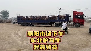 丽阳市场下午到一车东北驴马牛混装，39匹东北小马驹质量非常好【丽阳牲畜市场】