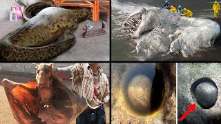 Most Scary & Bizarre Recent Discoveries! | ORIGINS EXPLAINED COMPILATION 16