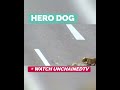 WATCH-EXTRAORDINARY Heroic Dog! https://watch.unchainedtv.com/videos/herodog-documentary-cropped-hd