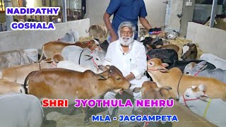 MLA JYOTHULA NEHRU Visited Nadipathy Goshala | Shortest Cows Below 02 Feet Height |