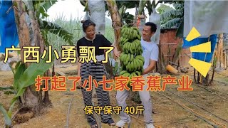 广西小勇瞄上了小七家香蕉产业，潘小七出主意 -与我爸多交流创业【网红在路上】