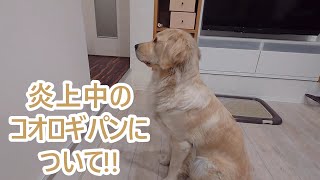 炎上中のコオロギパンについて！ゴールデンレトリバーティト