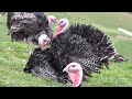 how american farmers deal with nearly 400 million wild birds farming documentary