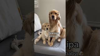 Dua Lipa with DaBaby 🐶 #puppy #goldenretriever #dog #puppyvideos #dogs