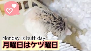 【ハムスター】月曜日はケツ曜日💖～Monday is butt day💕～の巻他