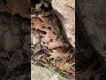 copperhead world’s best camouflage