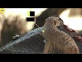 wild animal meerkat suricate is a small mongoose found in southern africa danimalshorts