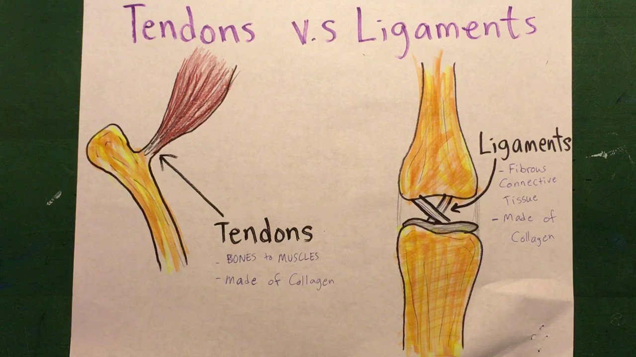 Tendon Tissue Diagram