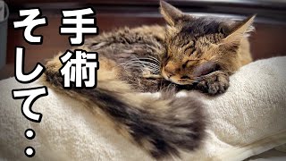 しょうちゃんを応援してくださったみなさんへ【保護猫・老猫】