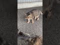 お姉様猫に塩対応されるモテない新入り猫君😂　 shorts 三毛猫　 サビ猫　 塩対応　 猫　 猫動画