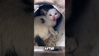 Rescuing an Angry Kitten Stuck in a Pipeline 🐱❤️ #cats #kittenrescue #kitten