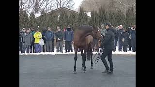 社台SS　2025年度2月4日　新種牡馬ドゥデュース