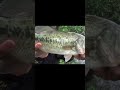 魚の口の中からキモイの出てきた。。 short キモイ バス釣り