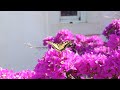 Swallowtail on Bougainvillaea, Paleokastritsa Monastery