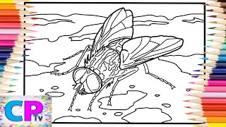 Fly Coloring Pages/Insects Coloring/Elektronomia - Shine On (Ft. Katie McConnell)