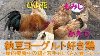 納豆ヨーグルト好き鶏～屋内療養中のニワトリと若手もたくさん食べた～