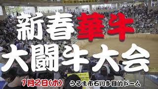 2025年1月2日【新春華牛大闘牛大会】告知動画