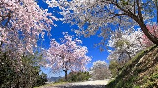 2017 小川村の桜・夢の郷公園の桜