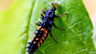 Ladybug Larvae Eating Live Aphid