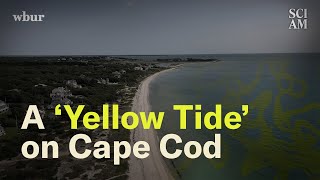 Cape Cod Has a Big Problem Simmering Just Below Its Surface