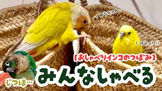 【おしゃべりインコのつぼみ】実は…みんなしゃべる　🟡セキセイインコ　🟢🟠ウロコインコブルー・サンチーク