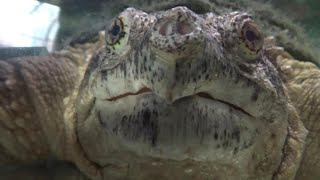 カミツキガメが可愛すぎる❤ Cute snapping turtle #3　【Cute animal videos】【八木山動物園】