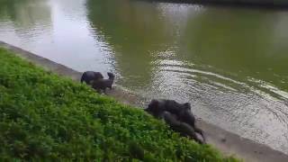 Adult otters teaching the pups how to swim