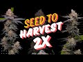 Double Seed to Harvest with Black Tuna Seeds - Uvaz and Toronjaz Pheno Hunt