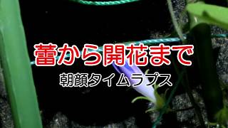 蕾から開花までタイムラプス