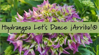 Hydrangea Let's Dance ¡Arriba!® at Prides Corner Farms