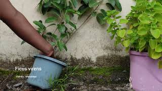 Ficus virens Pruning | Ficus Training Bonsai pruning | Pilkhan Plant Pruning