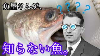 【ヨロイイタチウオ】魚屋さんが名前を知らなかった魚 -Hoplobrotula armata-