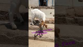 #viraj #goat #localgoat #onthisday #dhanbad #cow #goatfarm #animals #goatlovers #farm #dakua #video