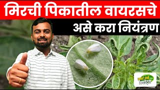 मिरचीवरील व्हायरस व्यवस्थापन | Thrips Attack and Control | mirchi virus control