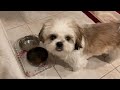 75 シーズーの子犬の“おねだり”が可愛くてたまらない　🥎生後11ヶ月🥎シーズー・shih tzu・子犬