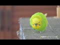 ４k動画　nikon z６Ⅲで撮影のセキセイインコ動画