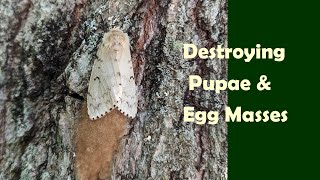 Spongy Moth: Destroying Pupae and Egg Masses