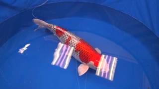 Kujaku BestInVariety 2016 All Japan Koi  Show